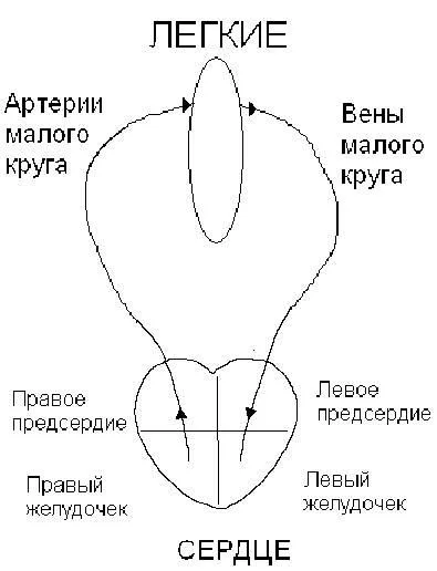 Защо бих искал да избере професията на медицинска сестра - медицина, здраве