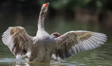 Защо водни ходещи не потъват във водата - всичко за вода