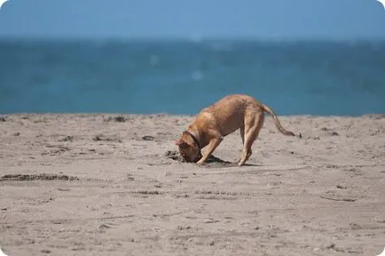 Miért a kutya eszik föld