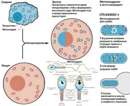Защо митохондриалната ДНК се предава на следващите поколения само чрез майчината линия @ блог molpit на