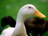 Чому не несуться качки чому качки не несуться чому качка не несе яйця (Чому несуться качки) Чому не несуться качки чому качки не несуться чому качка не несе яйця