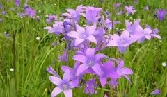 Чому дівчина не прийняла квіти від чоловіка