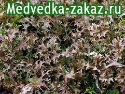 Пневмонія і туберкульоз на рентгені виглядають по-різному, купити замовити капустянки (по-різному) Пневмонія і туберкульоз на рентгені виглядають по-різному, купити замовити капустянки