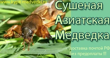 Пневмонія і туберкульоз на рентгені виглядають по-різному, купити замовити капустянки (купити) Пневмонія і туберкульоз на рентгені виглядають по-різному, купити замовити капустянки