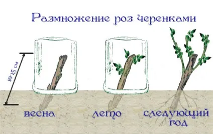 в'юнкі троянди
