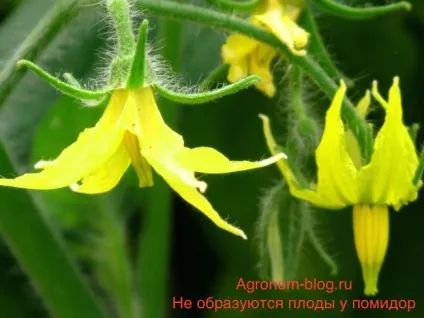 Чому не зав'язуються помідори як переломити ситуацію (помідори) Чому не зав'язуються помідори як переломити ситуацію