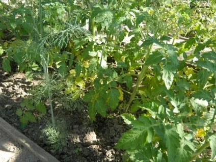 Чому помідори жовтіють в теплиці листя, розсада, що робити, фото, відео (помідори) Чому помідори жовтіють в теплиці листя, розсада, що робити, фото, відео