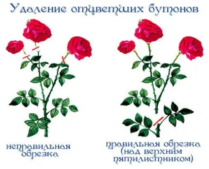 в'юнкі троянди