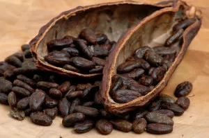 Proprietăți utile de pudră de cacao - calorii, beneficii și daune