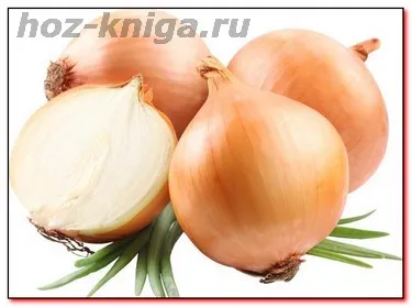 Корисні властивості цибулі