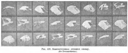 Flying păsări - totul despre creșterea animalelor