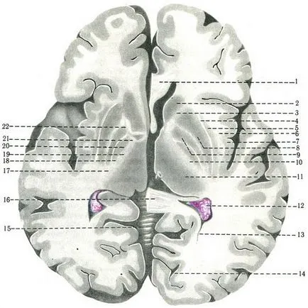 nuclee subcorticale ale creierului, neurologie, anatomie umană