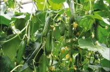Засаждане на краставици в получаването на парникови поликарбонат на разсад и схеми за разтоварване