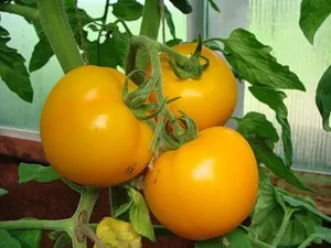 Tomate soiuri pitice pentru sere, nume, descriere, foto, video