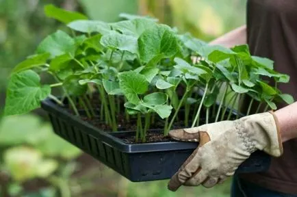 răsaduri de plantare castravete la domiciliu