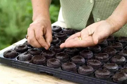 răsaduri de plantare castravete la domiciliu