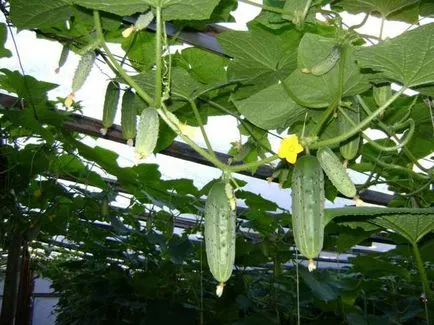Ültetés uborka az üvegházban polikarbonát előállítására palánták és leszállás rendszerek