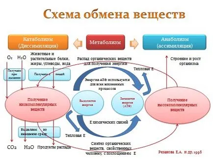 Според концепцията на анаболизъм, катаболизъм, обмяната на веществата, съвети и подходи, за обучение