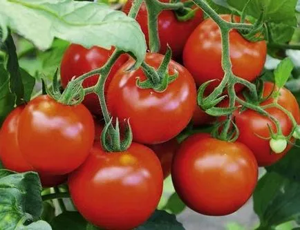 Tomate soiuri pitice pentru sere, nume, descriere, foto, video