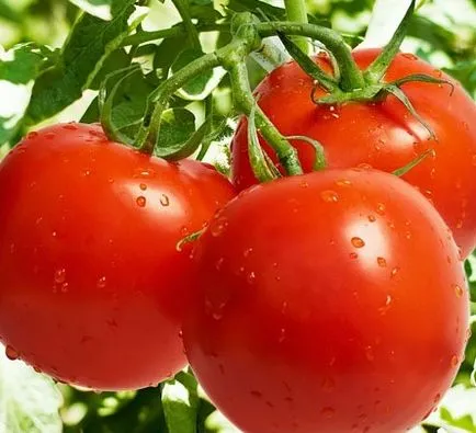 Tomate soiuri pitice pentru sere, nume, descriere, foto, video