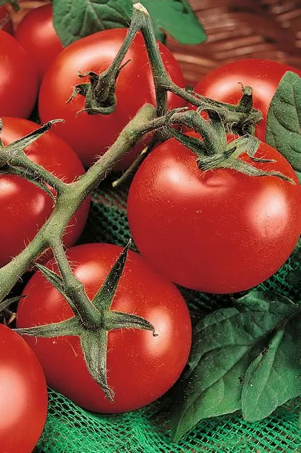 Tomate soiuri pitice pentru sere, nume, descriere, foto, video