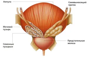 Preparate pentru tratamentul caracteristici prostatita și nuanțe