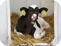 Продаж домашньої худоби (худоби) Продаж домашньої худоби