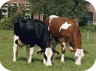 Продаж домашньої худоби (худоби) Продаж домашньої худоби