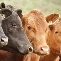 Продаж домашньої худоби (худоби) Продаж домашньої худоби