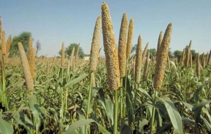 Millet kása Diet - köles, annak előnyeit és gyorsan fogyni 10 kg