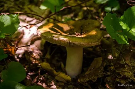 Pshadskie vízesések és dolmenek a folyó völgyében Pshada