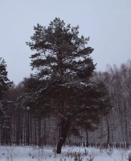 Borovi krupnomerov Moszkvában