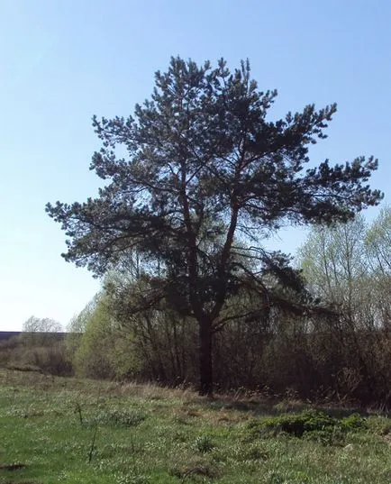 Borovi krupnomerov Moszkvában