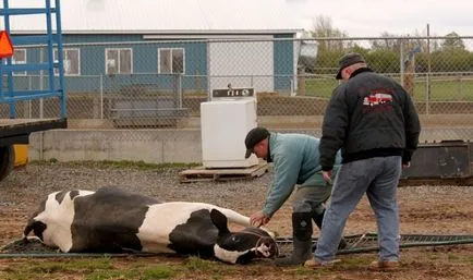 Tăierea bovine, de exemplu vaci