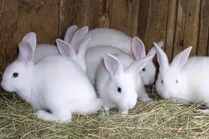 Tenyésztési nyulak a hústartalom, gondoskodás, etetés