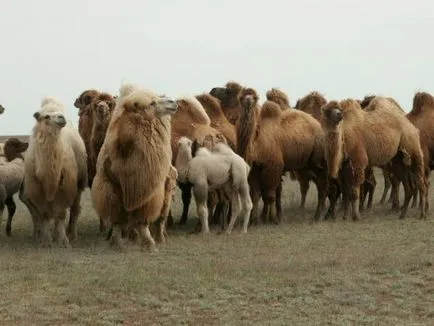 Възпроизвеждането бактрийски камили - verblyuvodstvo - Животновъдство