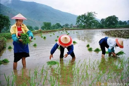 Rice Kínában - hogyan nőnek, készítsen, használja, hogy mennyibe kerül