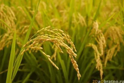 Rice Kínában - hogyan nőnek, készítsen, használja, hogy mennyibe kerül