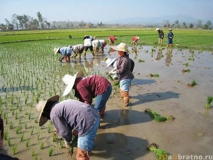 Rice Kínában - hogyan nőnek, készítsen, használja, hogy mennyibe kerül