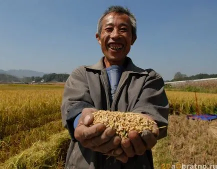 Rice Kínában - hogyan nőnek, készítsen, használja, hogy mennyibe kerül