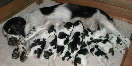 Spaniel Română de formare, foto, comentarii