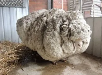 A legnagyobb mennyiségű gyapjú termelt per juh - Guinness World Records