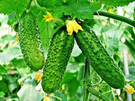 Секрети вирощування огірка (аміачної селітри сульфату амонію) Секрети вирощування огірка