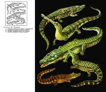A család az igazi krokodilok (sgocodylidae) - az
