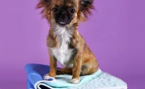 Хъски кученца - снимка в 1-6 месеца (със сини очи), 