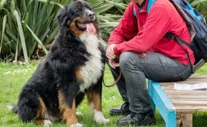 catelusi Husky - poza in 1-6 luni (cu ochi albaștri), „da laba“