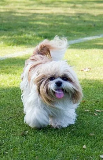 Descriere rasa Shih Tzu, caracterul și imaginea, îngrijire și sănătate