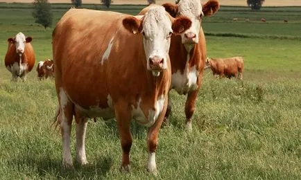 Sychevskaya порода крави характеристика описание със снимки и прегледи на земеделските производители