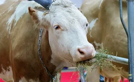 Sychevskaya порода крави характеристика описание със снимки и прегледи на земеделските производители