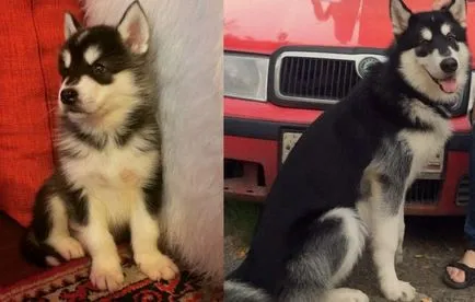 catelusi Husky - poza in 1-6 luni (cu ochi albaștri), „da laba“